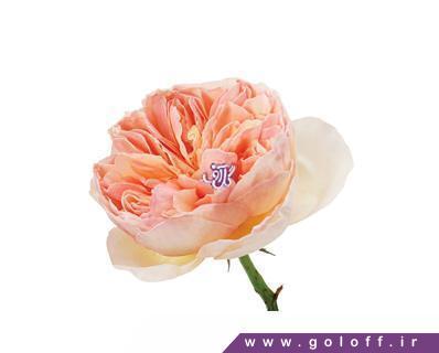 خرید آنلاین - گل صد تومانی فرارنگ - Fararang | گل آف